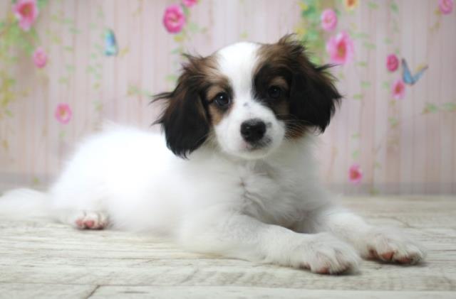 北海道のパピヨン (Coo&RIKU岩見沢店/2025年12月18日生まれ/女の子/トライカラー)の子犬の3枚目の画像