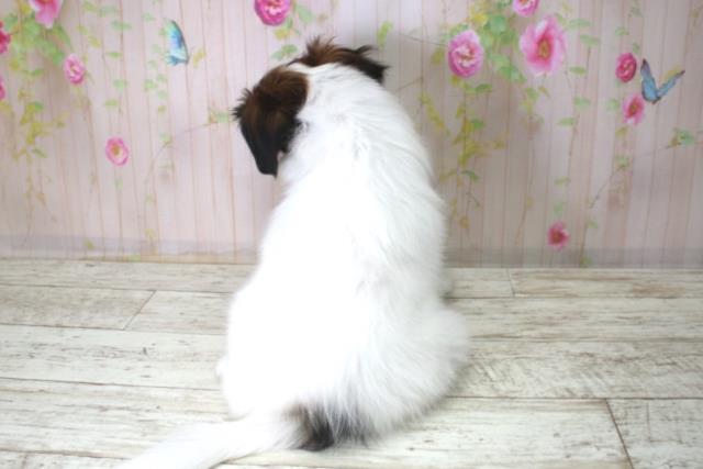 北海道のパピヨン (Coo&RIKU岩見沢店/2025年12月18日生まれ/女の子/トライカラー)の子犬の4枚目の画像