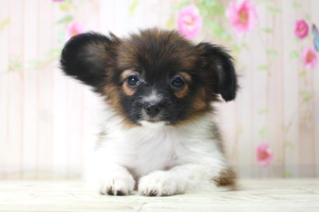 北海道のパピヨン (Coo&RIKU室蘭店/2025年12月18日生まれ/女の子/トライカラー)の子犬の1枚目の画像