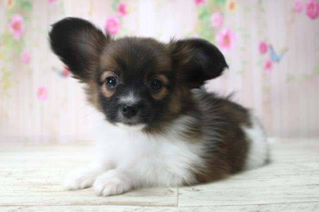 北海道のパピヨン (Coo&RIKU室蘭店/2025年12月18日生まれ/女の子/トライカラー)の子犬の2枚目の画像