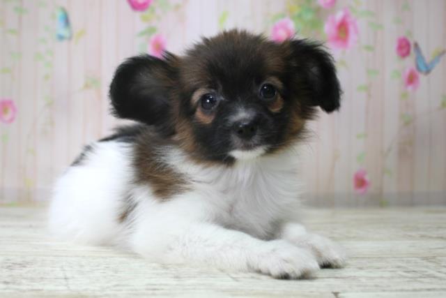 北海道のパピヨン (Coo&RIKU室蘭店/2025年12月18日生まれ/女の子/トライカラー)の子犬の3枚目の画像