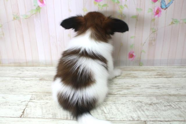 北海道のパピヨン (Coo&RIKU室蘭店/2025年12月18日生まれ/女の子/トライカラー)の子犬の4枚目の画像