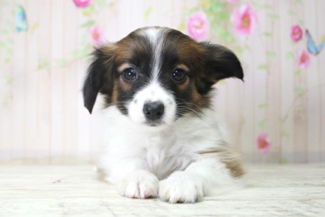 新潟県のパピヨン (Coo&RIKU上越店/2025年12月18日生まれ/女の子/トライカラー)の子犬の1枚目の画像