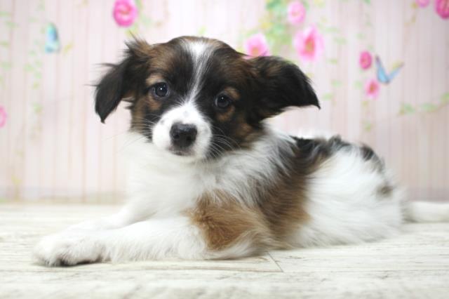 新潟県のパピヨン (Coo&RIKU上越店/2025年12月18日生まれ/女の子/トライカラー)の子犬の2枚目の画像