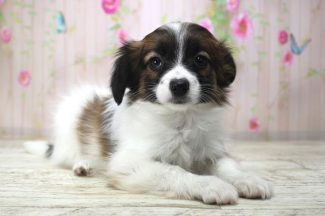 新潟県のパピヨン (Coo&RIKU上越店/2025年12月18日生まれ/女の子/トライカラー)の子犬の3枚目の画像