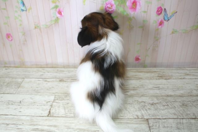 新潟県のパピヨン (Coo&RIKU上越店/2025年12月18日生まれ/女の子/トライカラー)の子犬の4枚目の画像