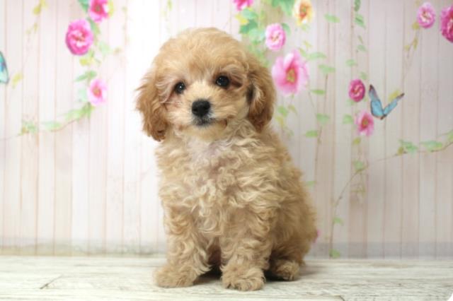 群馬県のトイプードル(トイ) (Coo&RIKU高崎店/2025年12月20日生まれ/男の子/カフェオレ)の子犬の1枚目の画像