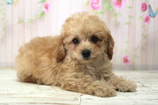 群馬県のトイプードル(トイ) (Coo&RIKU高崎店/2025年12月20日生まれ/男の子/カフェオレ)の子犬の3枚目の画像