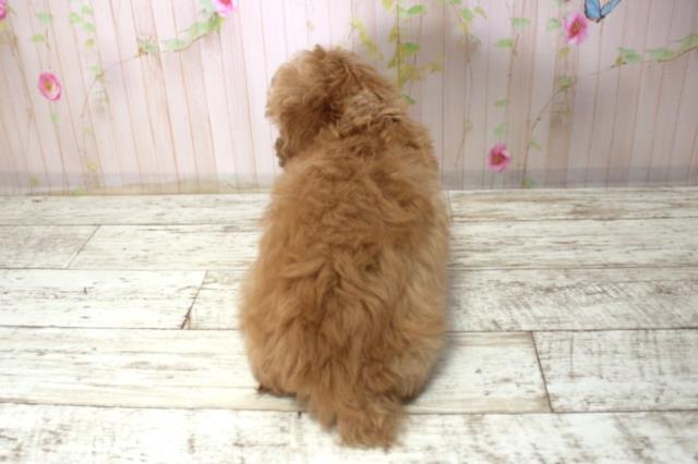 群馬県のトイプードル(トイ) (Coo&RIKU高崎店/2025年12月20日生まれ/男の子/カフェオレ)の子犬の4枚目の画像