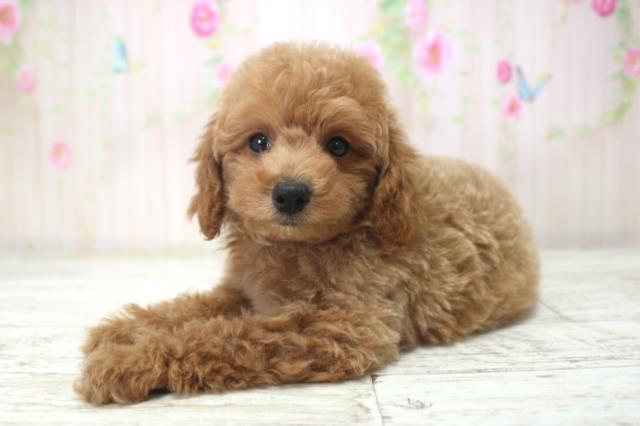 神奈川県のトイプードル(トイ) (Coo&RIKU横浜旭店/2025年12月20日生まれ/男の子/アプリコット)の子犬の2枚目の画像