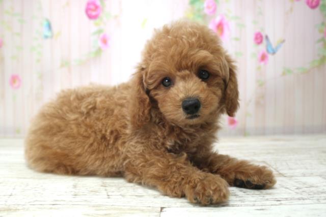 神奈川県のトイプードル(トイ) (Coo&RIKU横浜旭店/2025年12月20日生まれ/男の子/アプリコット)の子犬の3枚目の画像