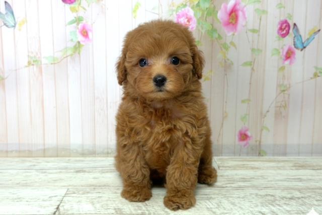 新潟県のトイプードル(トイ) (Coo&RIKU長岡店/2025年12月20日生まれ/女の子/レッド)の子犬の1枚目の画像