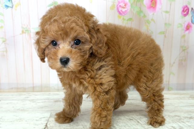 新潟県のトイプードル(トイ) (Coo&RIKU長岡店/2025年12月20日生まれ/女の子/レッド)の子犬の2枚目の画像