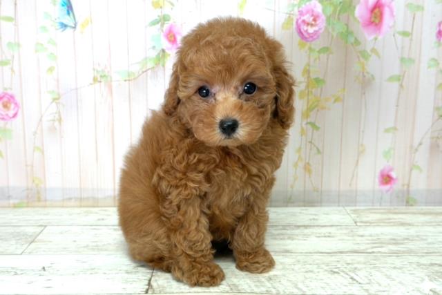 新潟県のトイプードル(トイ) (Coo&RIKU長岡店/2025年12月20日生まれ/女の子/レッド)の子犬の3枚目の画像