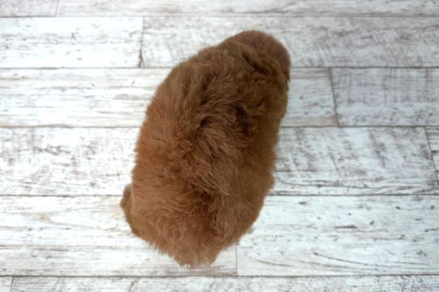 新潟県のトイプードル(トイ) (Coo&RIKU長岡店/2025年12月20日生まれ/女の子/レッド)の子犬の4枚目の画像