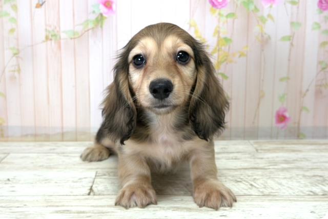 北海道のミニチュアダックスフンド(ロング) (Coo&RIKU室蘭店/2025年12月21日生まれ/男の子/シェーデットイエロー)の子犬の1枚目の画像