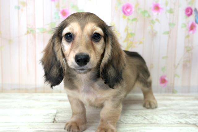 北海道のミニチュアダックスフンド(ロング) (Coo&RIKU室蘭店/2025年12月21日生まれ/男の子/シェーデットイエロー)の子犬の2枚目の画像