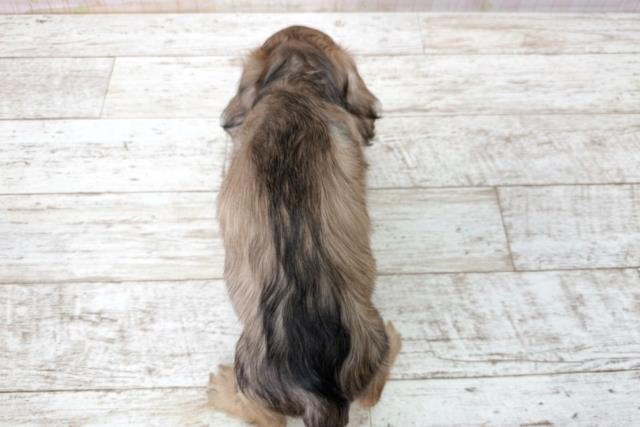 北海道のミニチュアダックスフンド(ロング) (Coo&RIKU室蘭店/2025年12月21日生まれ/男の子/シェーデットイエロー)の子犬の4枚目の画像