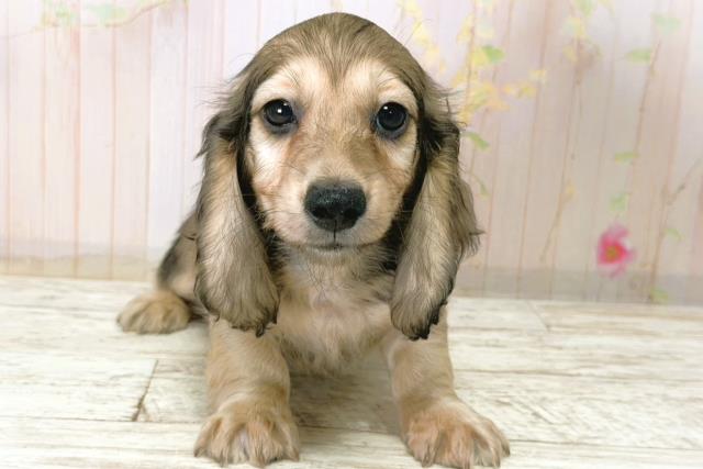 北海道のミニチュアダックスフンド(ロング) (Coo&RIKU釧路店/2025年12月21日生まれ/男の子/シェーデットイエロー)の子犬の1枚目の画像