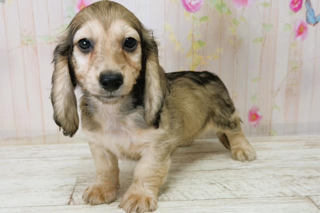 北海道のミニチュアダックスフンド(ロング) (Coo&RIKU釧路店/2025年12月21日生まれ/男の子/シェーデットイエロー)の子犬の2枚目の画像