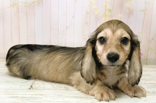 北海道のミニチュアダックスフンド(ロング) (Coo&RIKU釧路店/2025年12月21日生まれ/男の子/シェーデットイエロー)の子犬の3枚目の画像