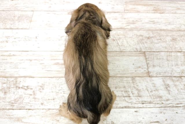 北海道のミニチュアダックスフンド(ロング) (Coo&RIKU釧路店/2025年12月21日生まれ/男の子/シェーデットイエロー)の子犬の4枚目の画像