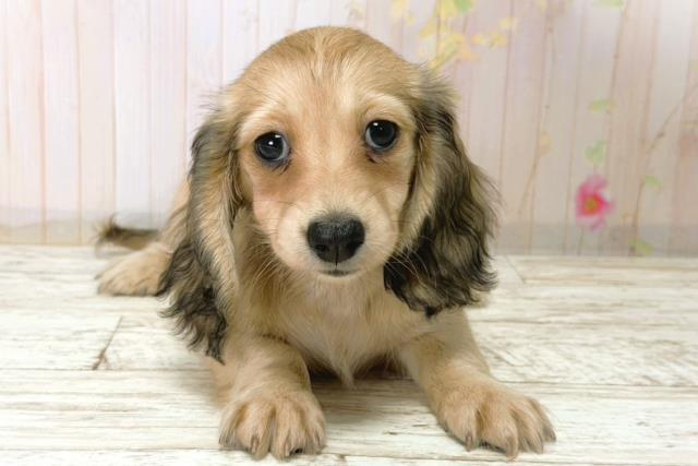 北海道のミニチュアダックスフンド(ロング) (Coo&RIKU函館店/2025年12月21日生まれ/女の子/シェーデットイエロー)の子犬の1枚目の画像