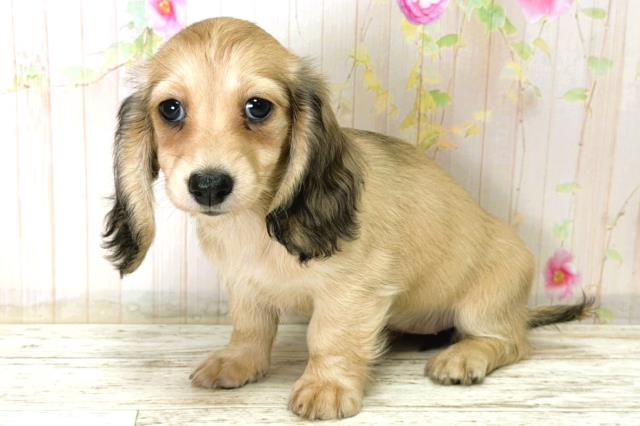 北海道のミニチュアダックスフンド(ロング) (Coo&RIKU函館店/2025年12月21日生まれ/女の子/シェーデットイエロー)の子犬の2枚目の画像