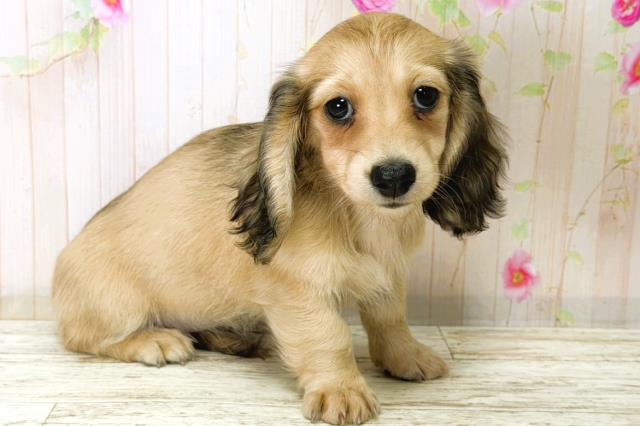 北海道のミニチュアダックスフンド(ロング) (Coo&RIKU函館店/2025年12月21日生まれ/女の子/シェーデットイエロー)の子犬の3枚目の画像