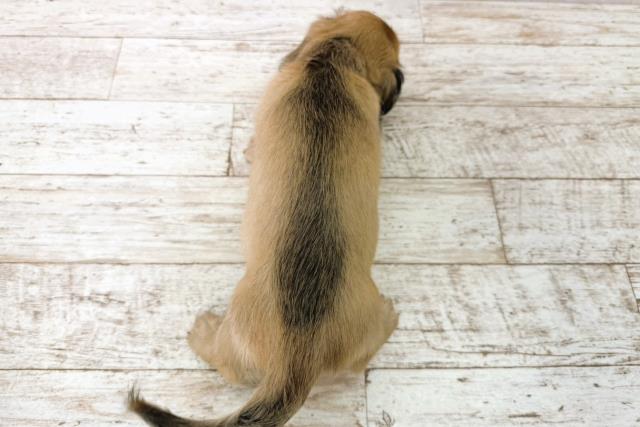 北海道のミニチュアダックスフンド(ロング) (Coo&RIKU函館店/2025年12月21日生まれ/女の子/シェーデットイエロー)の子犬の4枚目の画像