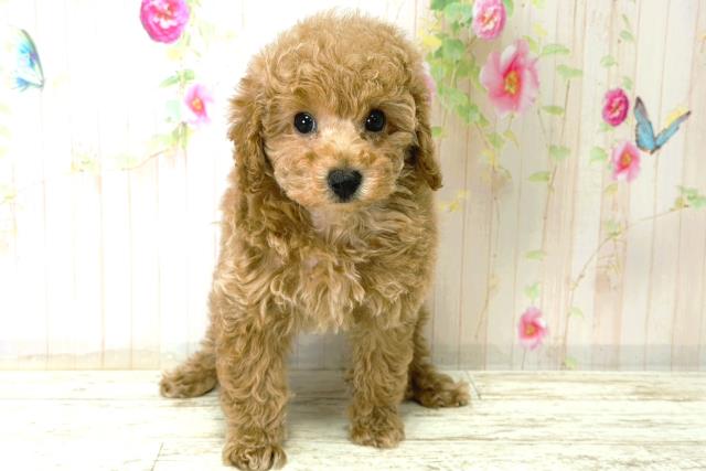 栃木県のトイプードル(トイ) (Coo&RIKUFKDインターパーク店/2025年12月21日生まれ/男の子/アプリコット)の子犬の1枚目の画像