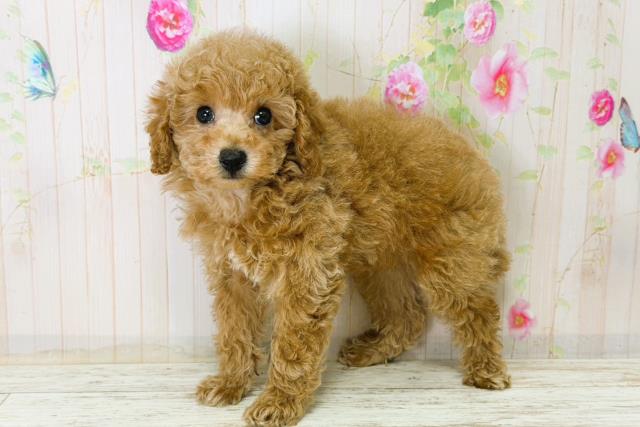 栃木県のトイプードル(トイ) (Coo&RIKUFKDインターパーク店/2025年12月21日生まれ/男の子/アプリコット)の子犬の2枚目の画像