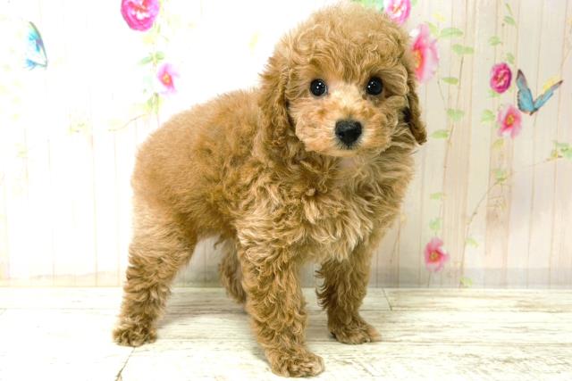 栃木県のトイプードル(トイ) (Coo&RIKUFKDインターパーク店/2025年12月21日生まれ/男の子/アプリコット)の子犬の3枚目の画像