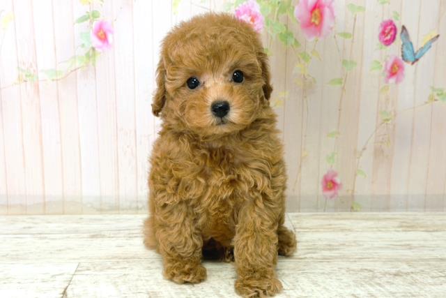 福井県のトイプードル(トイ) (Coo&RIKU福井店/2025年12月21日生まれ/男の子/アプリコット)の子犬の1枚目の画像