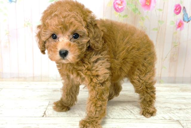 福井県のトイプードル(トイ) (Coo&RIKU福井店/2025年12月21日生まれ/男の子/アプリコット)の子犬の2枚目の画像