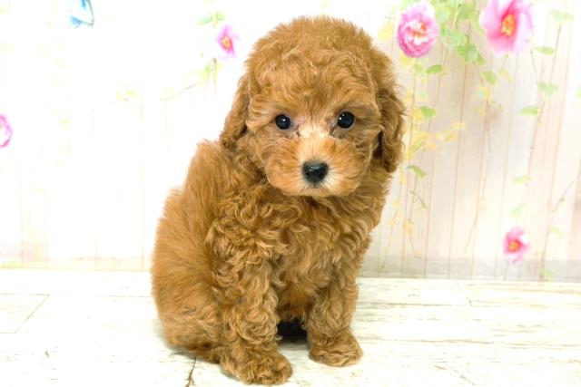 福井県のトイプードル(トイ) (Coo&RIKU福井店/2025年12月21日生まれ/男の子/アプリコット)の子犬の3枚目の画像