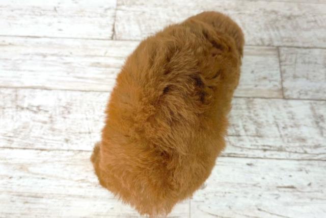 福井県のトイプードル(トイ) (Coo&RIKU福井店/2025年12月21日生まれ/男の子/アプリコット)の子犬の4枚目の画像