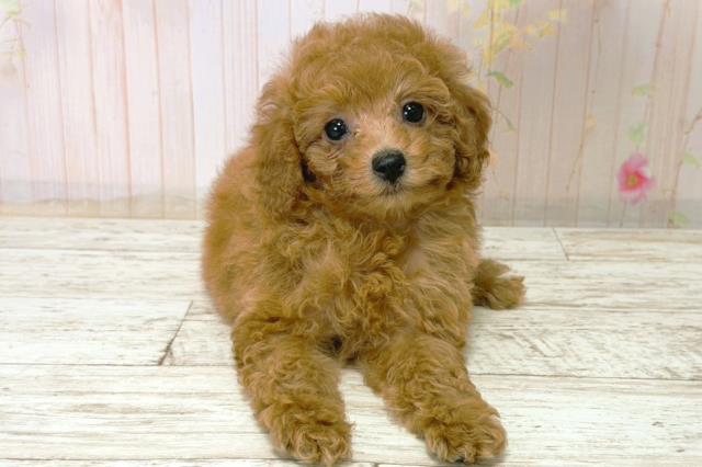 新潟県のトイプードル(トイ) (Coo&RIKUイオンモール新発田店/2025年12月21日生まれ/女の子/アプリコット)の子犬の1枚目の画像