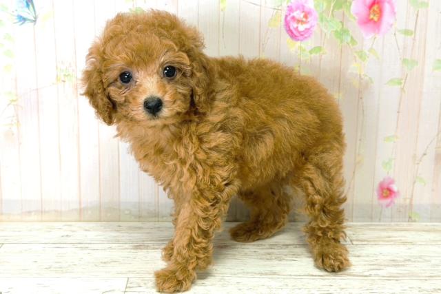 新潟県のトイプードル(トイ) (Coo&RIKUイオンモール新発田店/2025年12月21日生まれ/女の子/アプリコット)の子犬の2枚目の画像