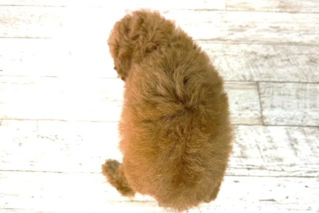 新潟県のトイプードル(トイ) (Coo&RIKUイオンモール新発田店/2025年12月21日生まれ/女の子/アプリコット)の子犬の4枚目の画像