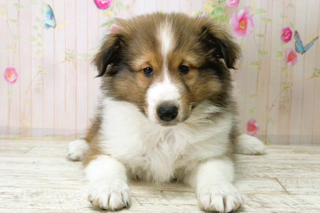 北海道のシェットランドシープドッグ (Coo&RIKU札幌東店/2025年12月15日生まれ/男の子/セーブルホワイト)の子犬の1枚目の画像