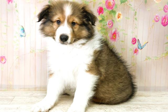 北海道のシェットランドシープドッグ (Coo&RIKU札幌東店/2025年12月15日生まれ/男の子/セーブルホワイト)の子犬の2枚目の画像