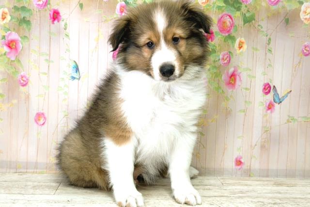 北海道のシェットランドシープドッグ (Coo&RIKU札幌東店/2025年12月15日生まれ/男の子/セーブルホワイト)の子犬の3枚目の画像