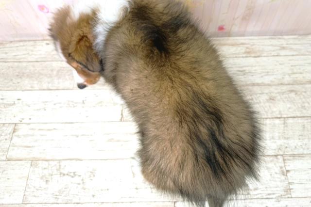 北海道のシェットランドシープドッグ (Coo&RIKU札幌東店/2025年12月15日生まれ/男の子/セーブルホワイト)の子犬の4枚目の画像