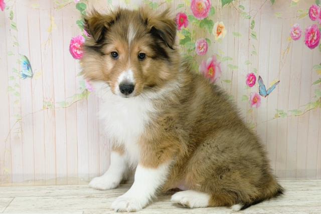 北海道のシェットランドシープドッグ (Coo&RIKU函館店/2025年12月15日生まれ/男の子/セーブルホワイト)の子犬の2枚目の画像