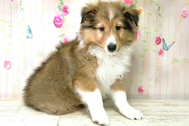 北海道のシェットランドシープドッグ (Coo&RIKU函館店/2025年12月15日生まれ/男の子/セーブルホワイト)の子犬の3枚目の画像