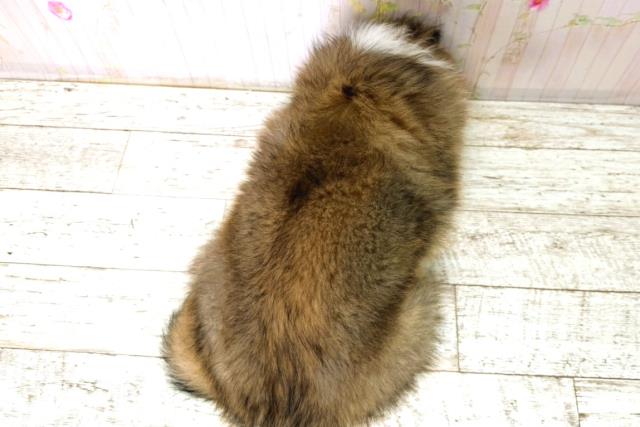 北海道のシェットランドシープドッグ (Coo&RIKU函館店/2025年12月15日生まれ/男の子/セーブルホワイト)の子犬の4枚目の画像