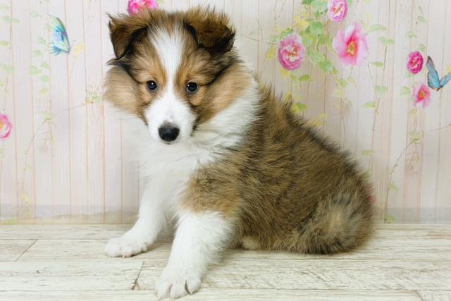 宮城県のシェットランドシープドッグ (Coo&RIKU仙台太白店/2025年12月15日生まれ/男の子/セーブルホワイト)の子犬の2枚目の画像