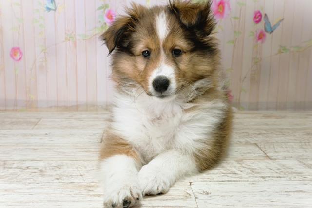 福島県のシェットランドシープドッグ (Coo&RIKU福島店/2025年12月15日生まれ/女の子/セーブルホワイト)の子犬の1枚目の画像