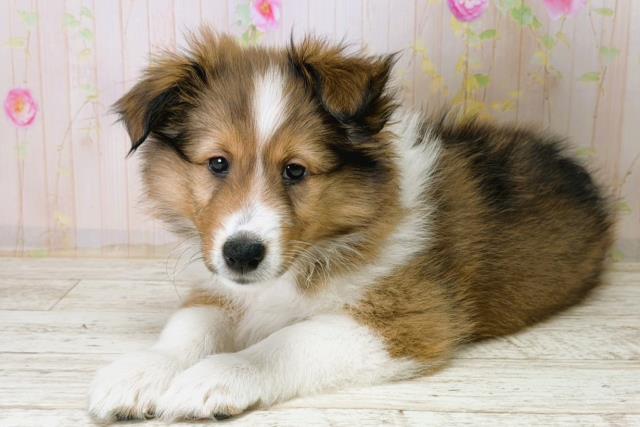 福島県のシェットランドシープドッグ (Coo&RIKU福島店/2025年12月15日生まれ/女の子/セーブルホワイト)の子犬の2枚目の画像